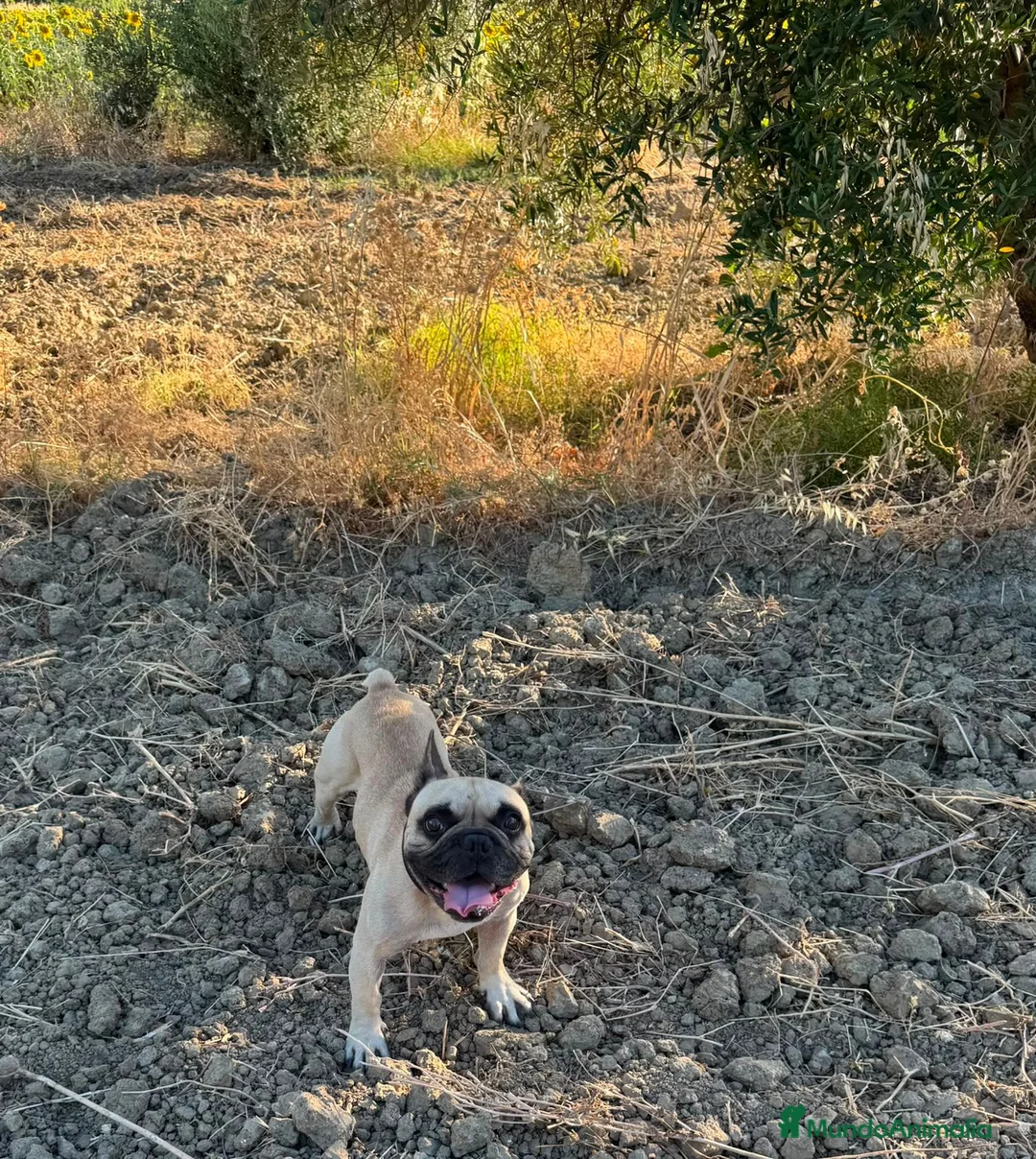 Bulldog Francés perros en venta: Camada de bulldog francés  - Anuncio 2