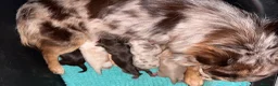 Chihuahua perros en venta: CHIHUAHUAS DE PELO LARGO THE LUXE PUPPYS - Anuncio 3