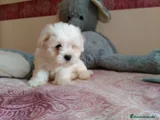 Bichón Maltés Cachorro 11