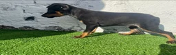 Ratón de Praga perros en venta: Impresionantes ratón de praga - Anuncio 2
