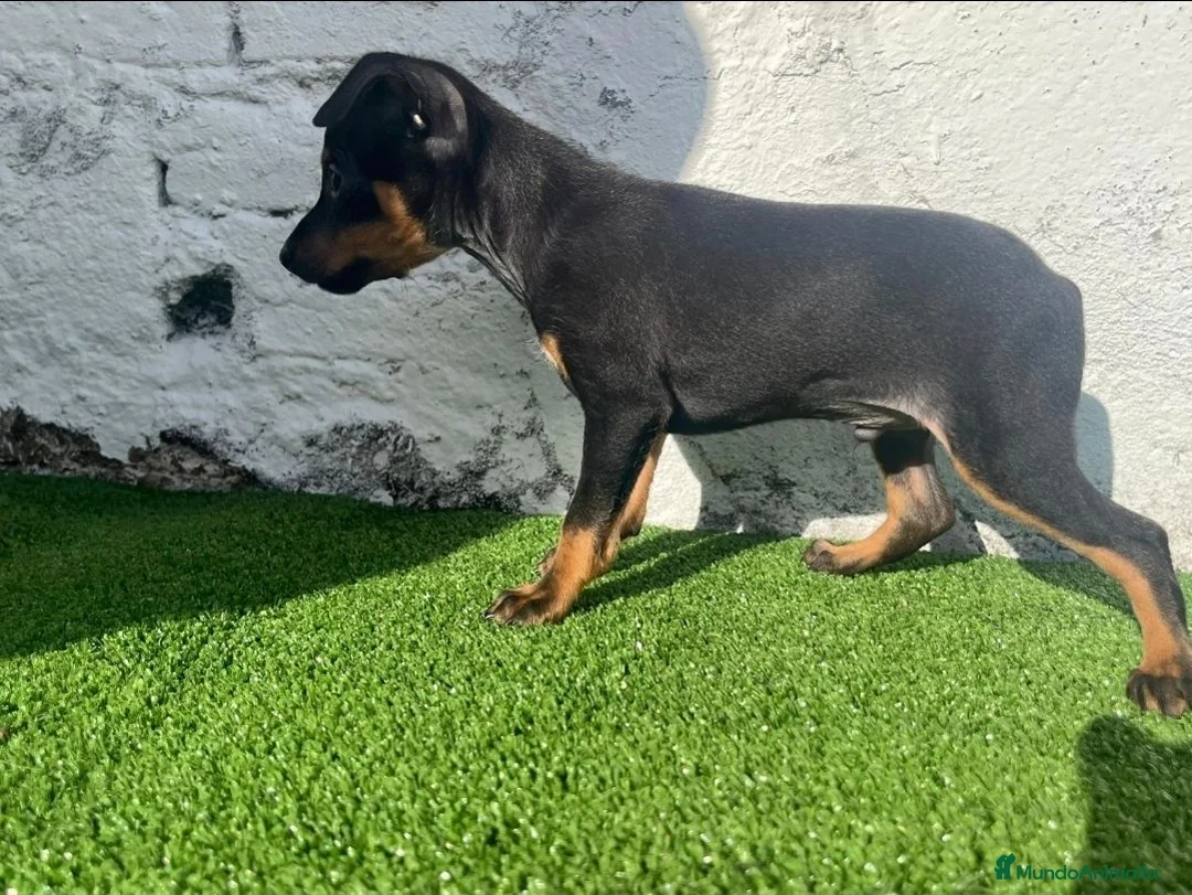 Ratón de Praga perros en venta: Impresionantes ratón de praga - Anuncio 2