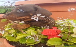 Teckel perros en venta: Hembra kaninchen  - Anuncio 2