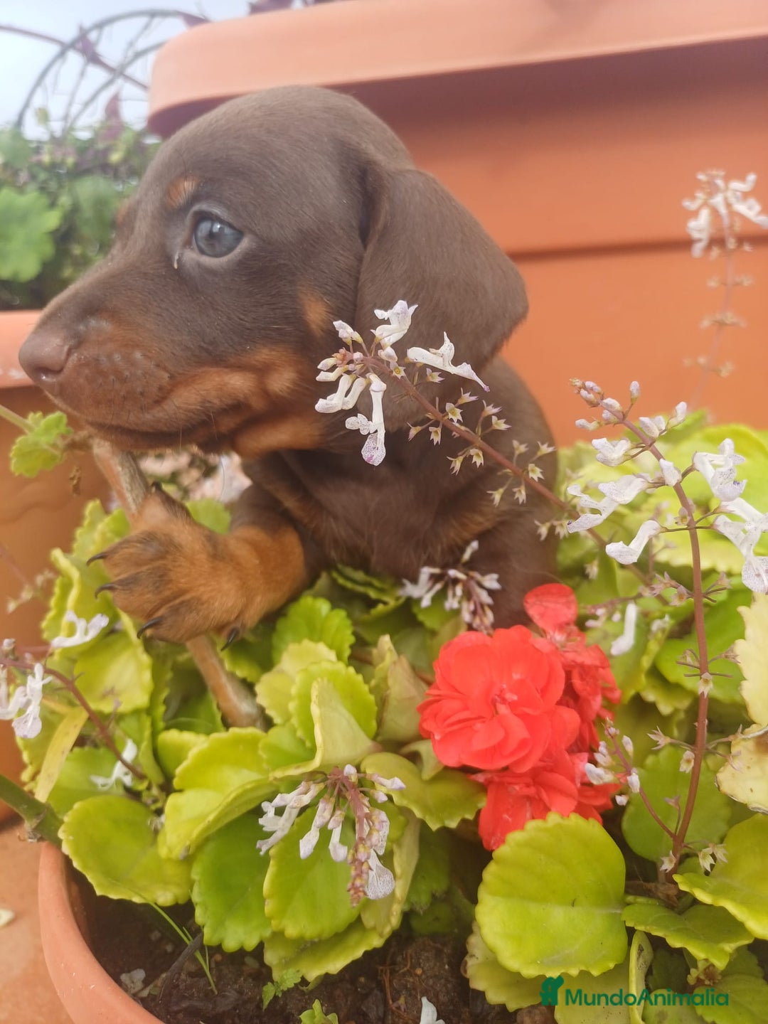 Teckel perros en venta: Hembra kaninchen  - Anuncio 2