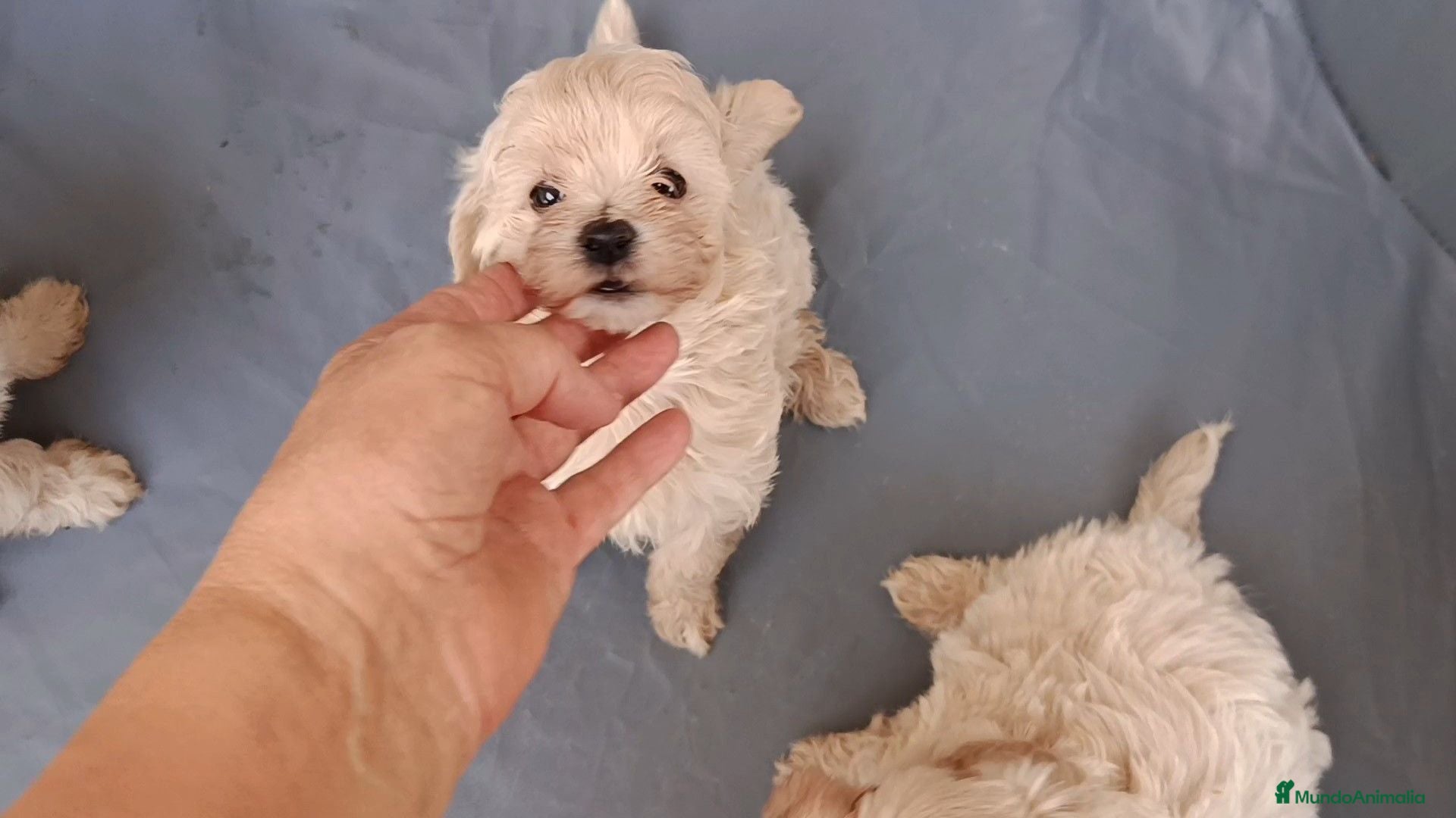 Maltipoo perros MALTIPOOS - Anuncio 2
