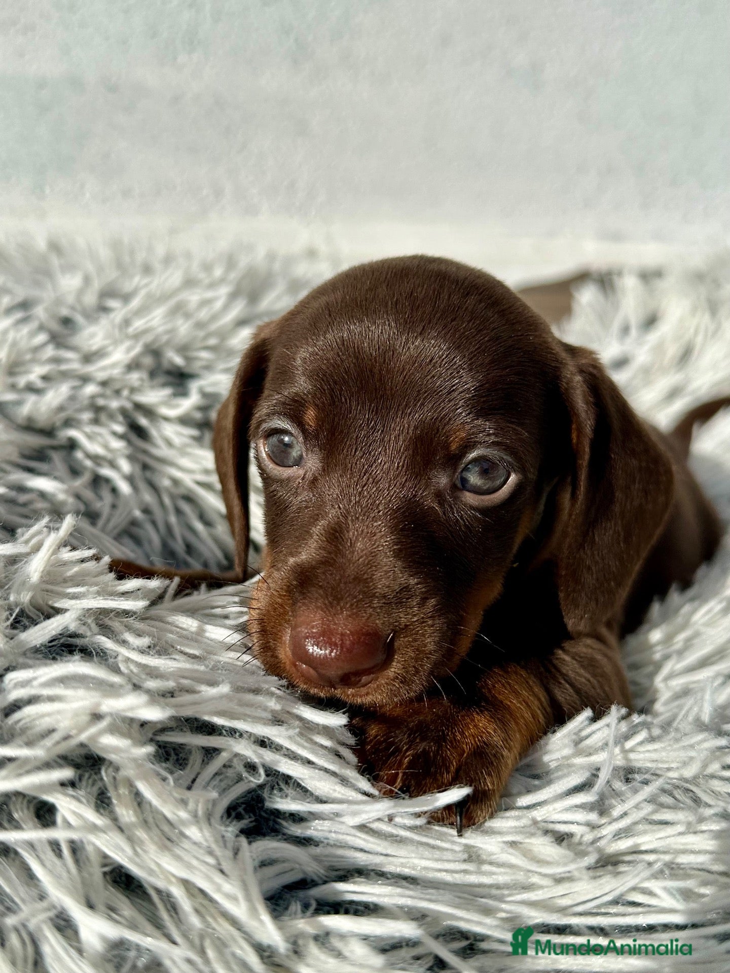 Teckel Miniatura perros Teckel chocolate - Anuncio 1