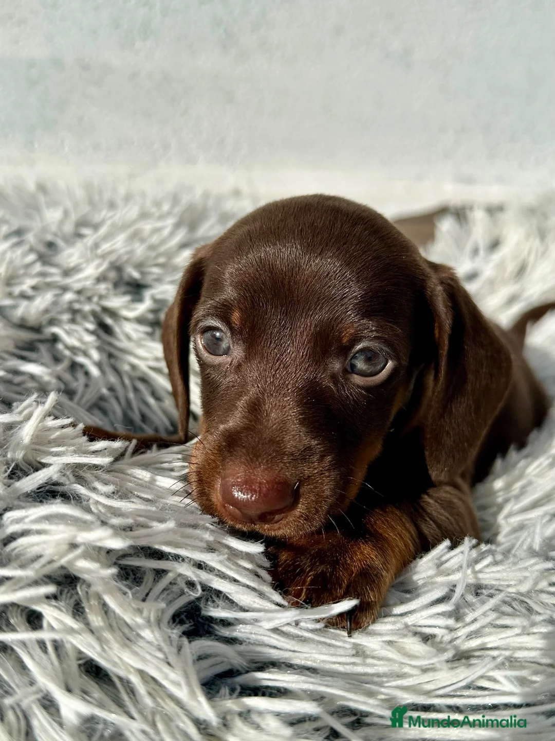 Teckel Miniatura perros en venta: Teckel chocolate - Anuncio 1