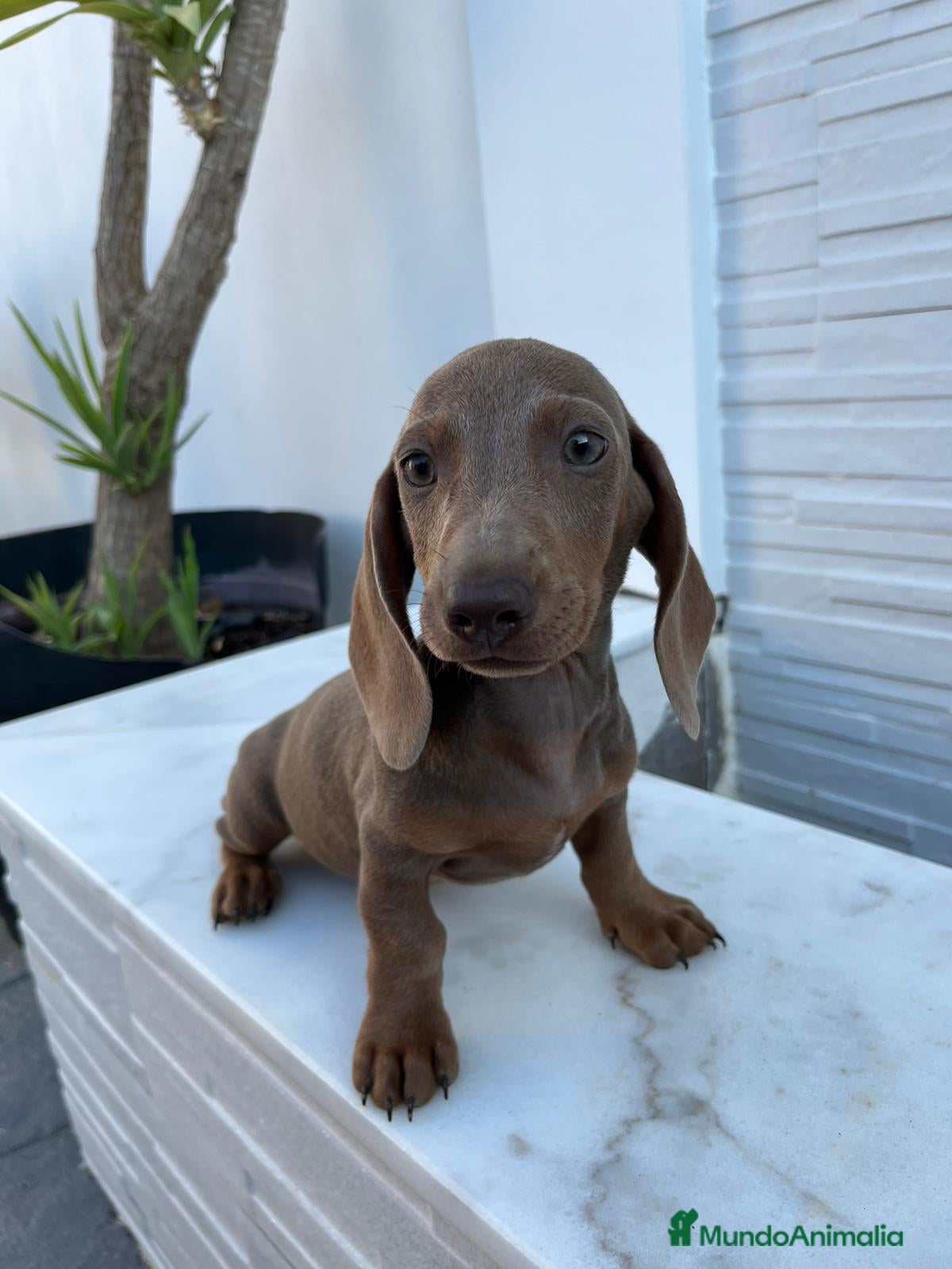 Teckel Miniatura perros TECKEL MINI BLUE/ISABELA - Anuncio 1