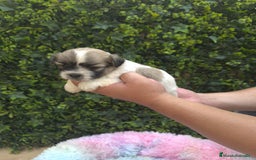 Shih Tzu perros en venta: CACHORROS SHIH TZU - Imagen 5