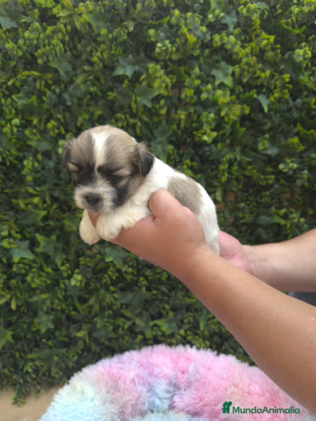 Shih Tzu perros en venta: CACHORROS SHIH TZU - Imagen 5
