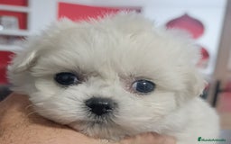 Bichón Maltés perros en venta: Bichón maltés toys coreanos  - Imagen 4