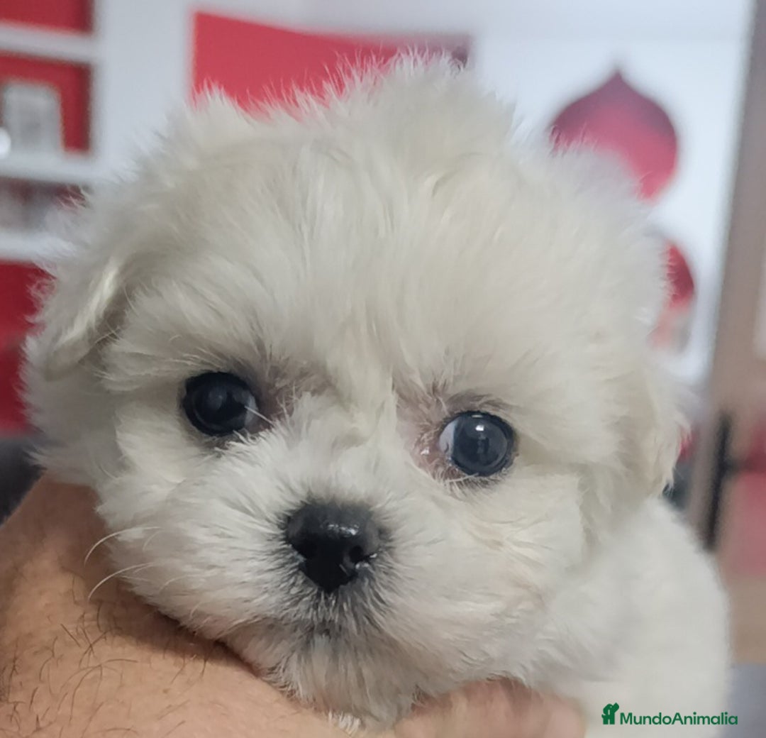 Bichón Maltés perros en venta: Bichón maltés toys coreanos  - Imagen 4