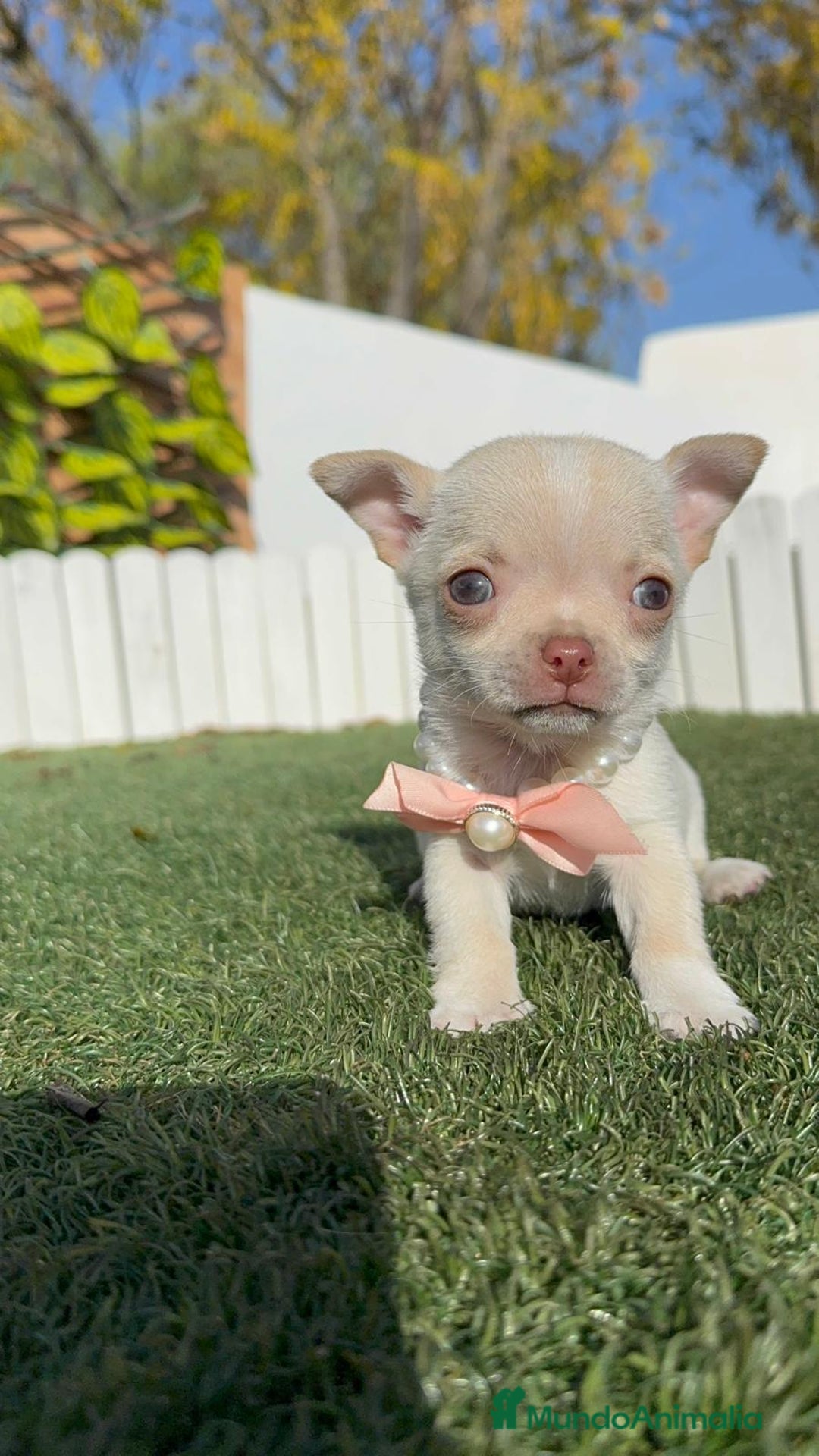 Chihuahua perros en venta: CHIHUAHUA HEMBRA - Anuncio 17