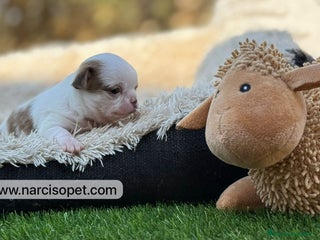 Chihuahua perros - Anuncio 40