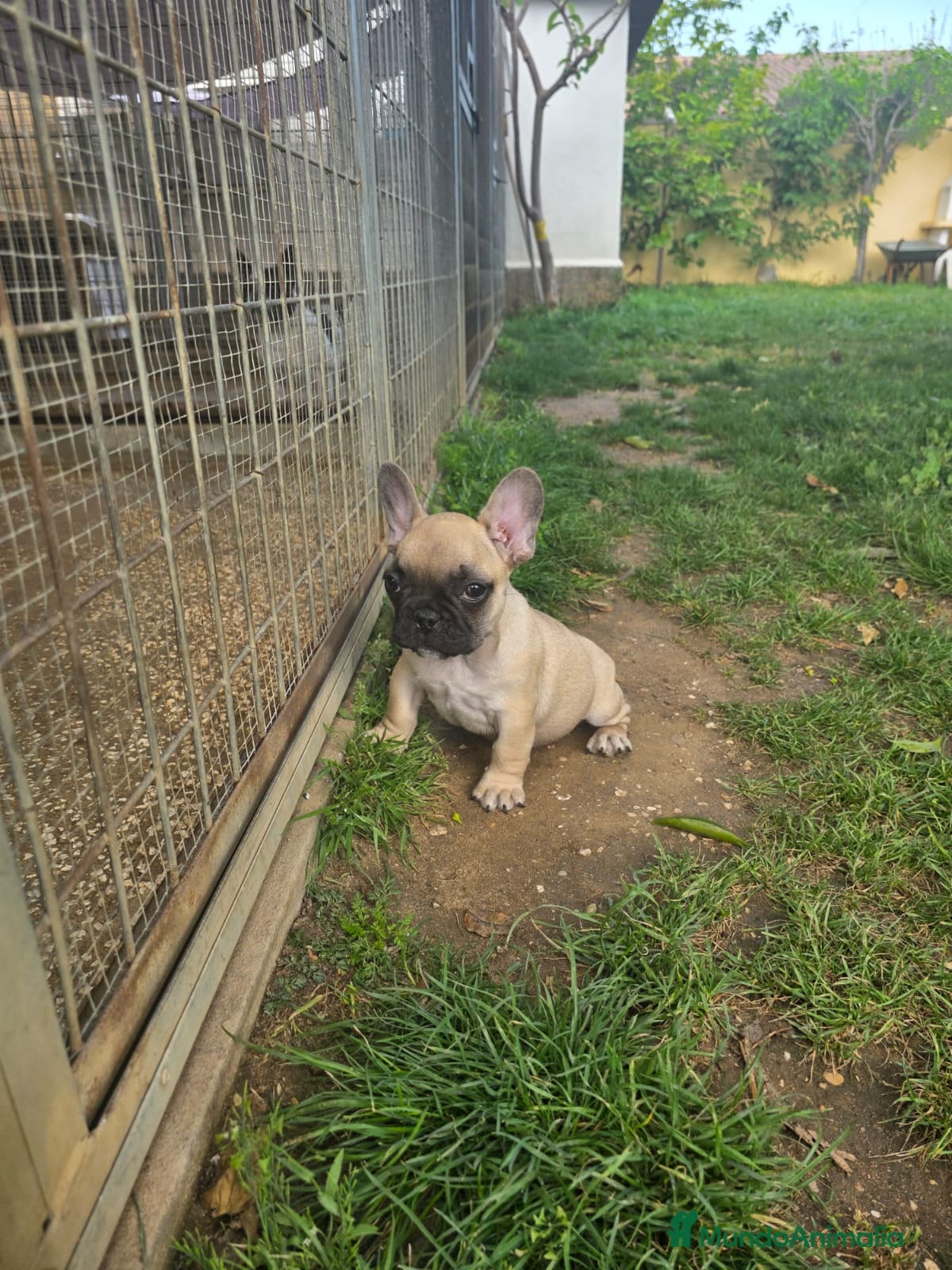 Bulldog Francés perros Bulldog. Frances - Anuncio 2