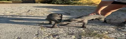 Whippet perros en venta: Whipper macho blue  - Anuncio 3