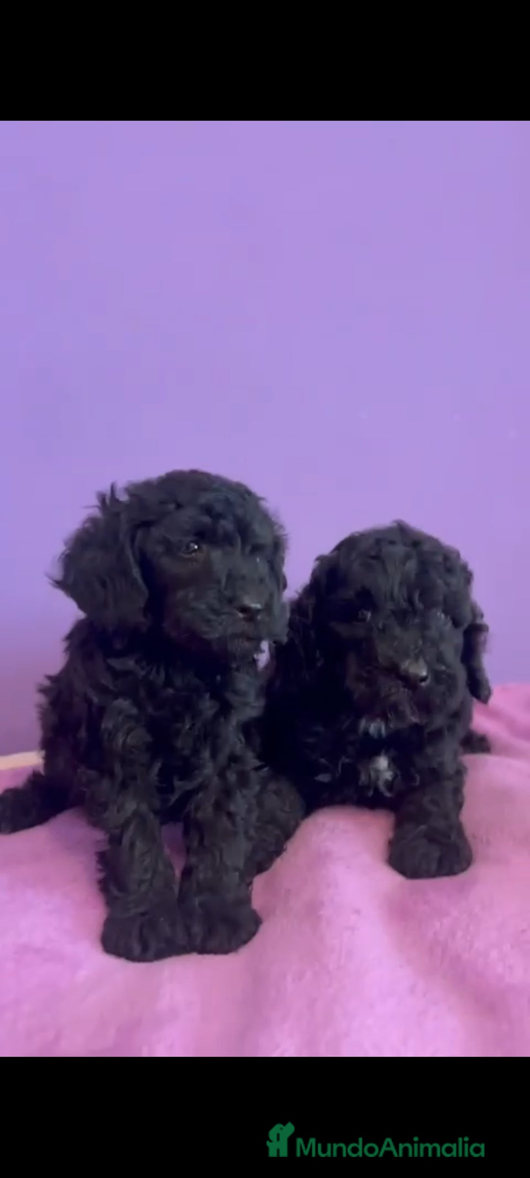 Caniche Enano perros en venta: Caniche enano - Imagen 2