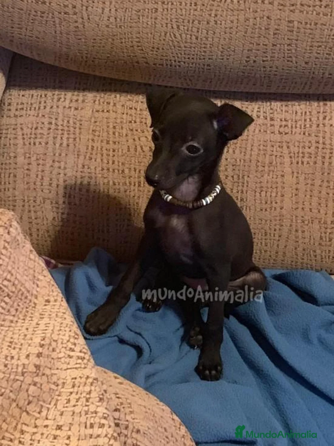 Imagen de galería {{count}}