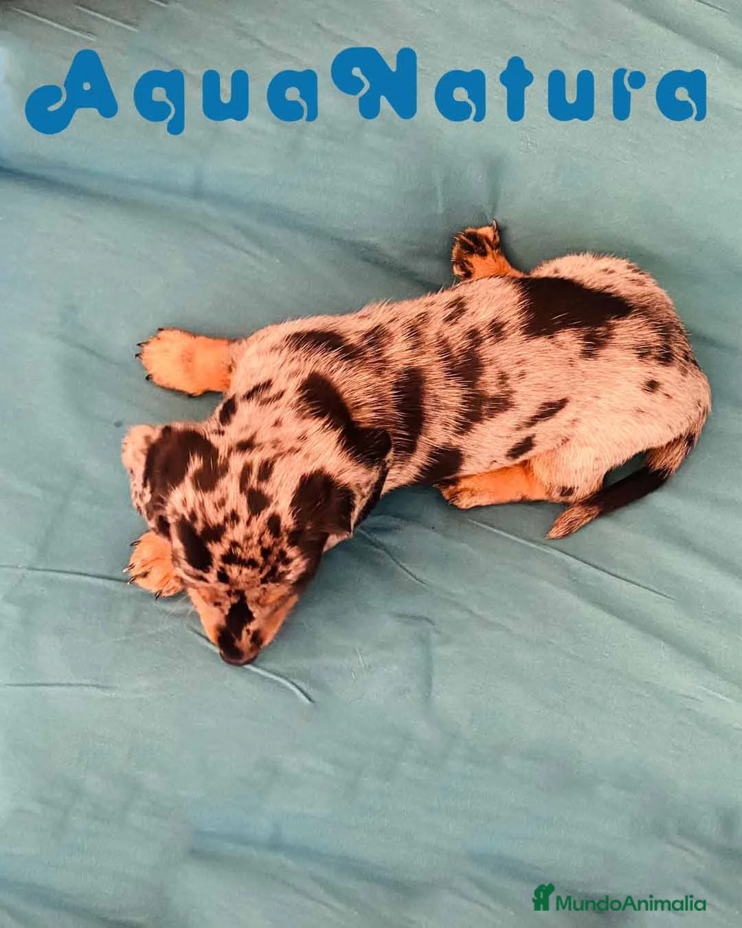 Teckel perros en venta: Teckel Hembra de Tita Junior 5841  - AQUANATURA en Barcelona - Anuncio 7