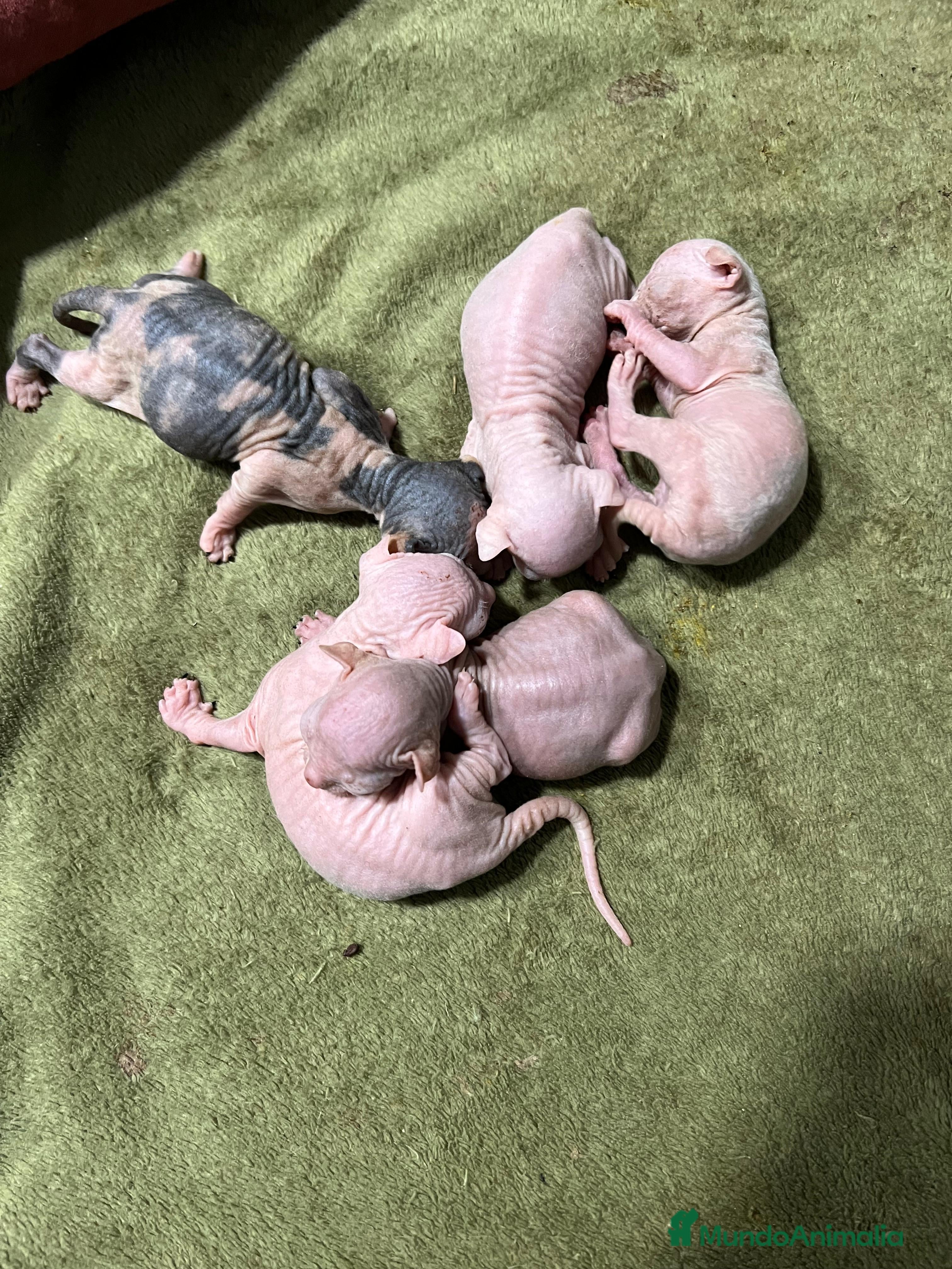 Sphynx gatos en venta: Camada Sphynx enero - Anuncio 3