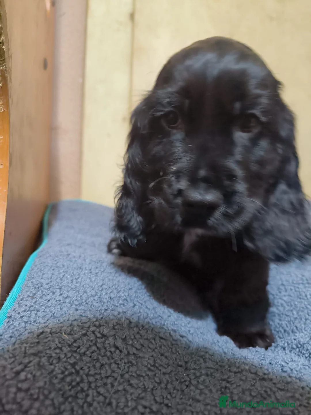 Cocker Spaniel Inglés perros en venta: Camada de Cocker en Madrid en Madrid - Anuncio 5