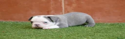 Bulldog Francés perros en venta: Cachorros de Bulldog Frances  - Anuncio 10