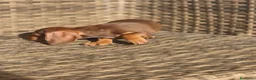 Teckel Miniatura perros en venta: Teckel Mini chocolate hembra y macho  - Anuncio 22