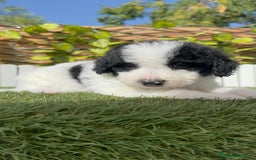 Perro de Agua Español perros en venta: PERRO DE AGUA ESPAÑOL MACHO - Imagen 1