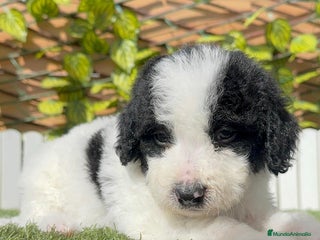 Perro de Agua Español perros - Anuncio 2