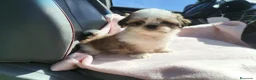 Shih Tzu perros en venta: Shih tzu - Anuncio 2