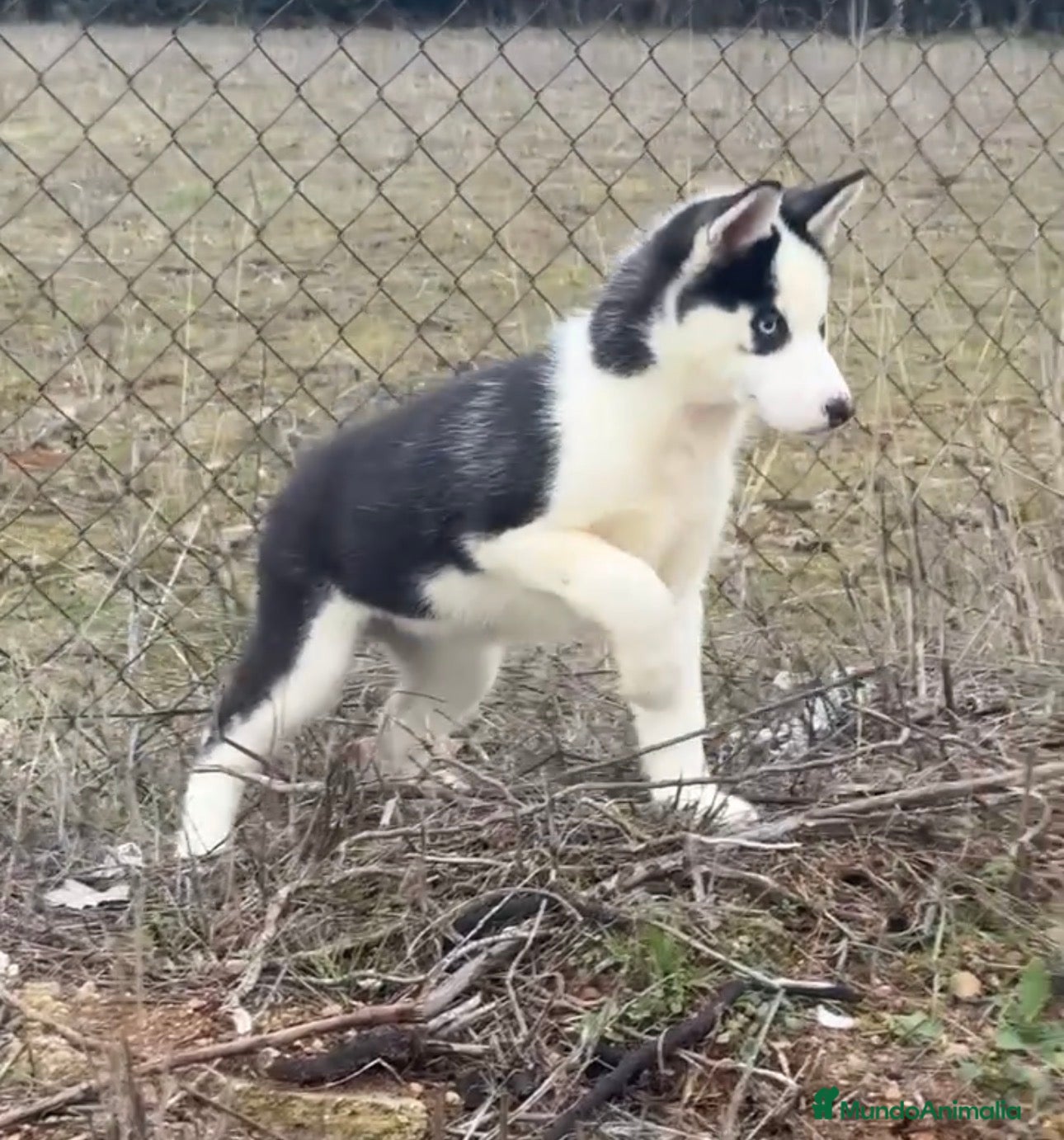 Husky Siberiano perros Preciosa camada husky siberiano - Anuncio 12