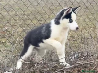 Husky Siberiano perros Preciosa camada husky siberiano - Anuncio 12