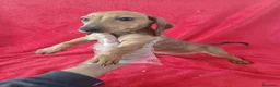 Teckel perros en venta: Teckel Mini  - Anuncio 2