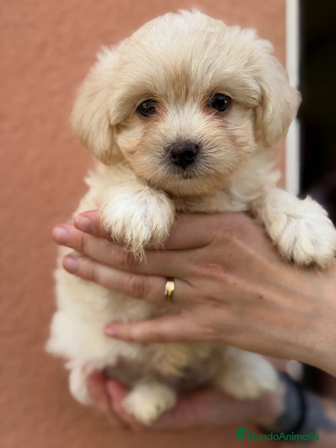 Bichón Maltés perros en venta: Bichon Maltes macho  - Anuncio 1