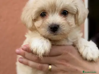 Bichón Maltés perros Bichon Maltes macho - Anuncio 1