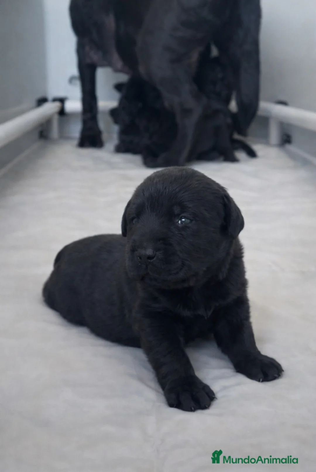 Labrador Retriever perros en venta: Cachorros de labrador 601144783   - Anuncio 5