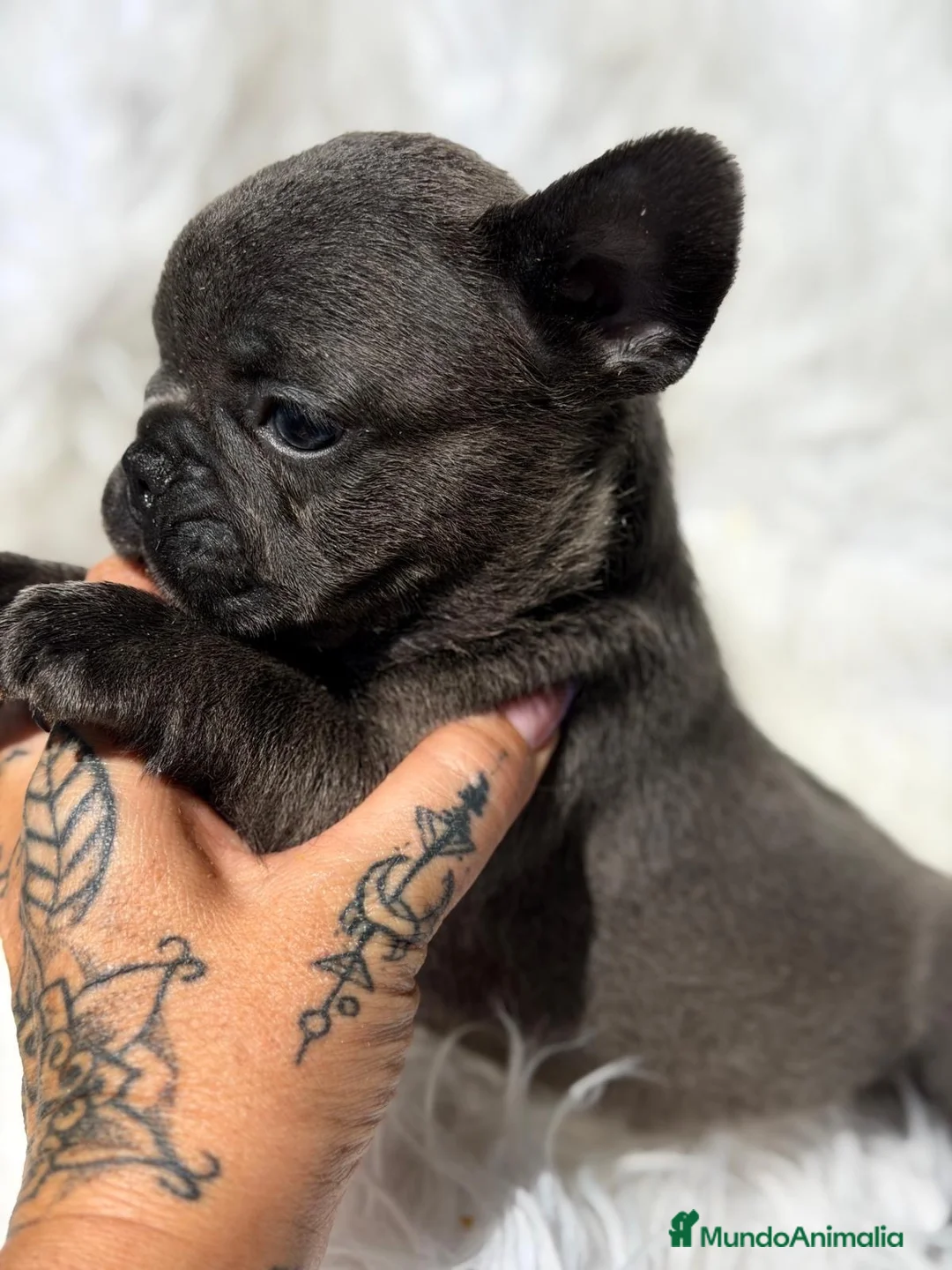 Bulldog Francés perros en venta: Camada bulldog frances blue🐾 - Anuncio 1