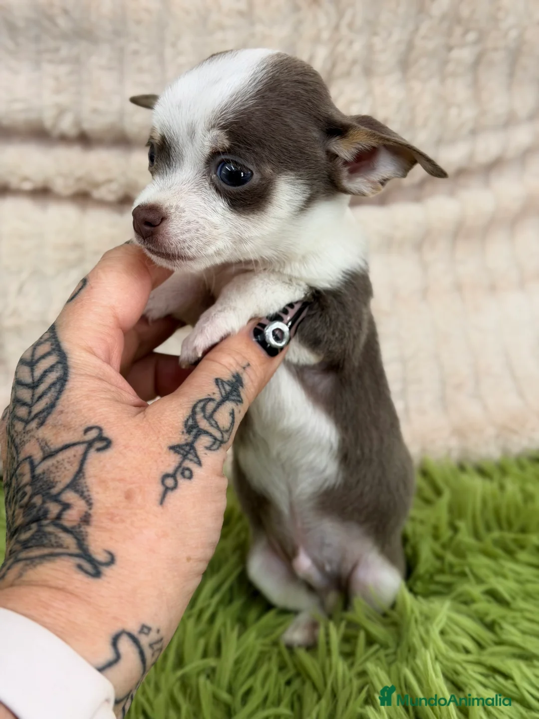 Chihuahua perros en venta: Chihuahua Minitoy  - Anuncio 2
