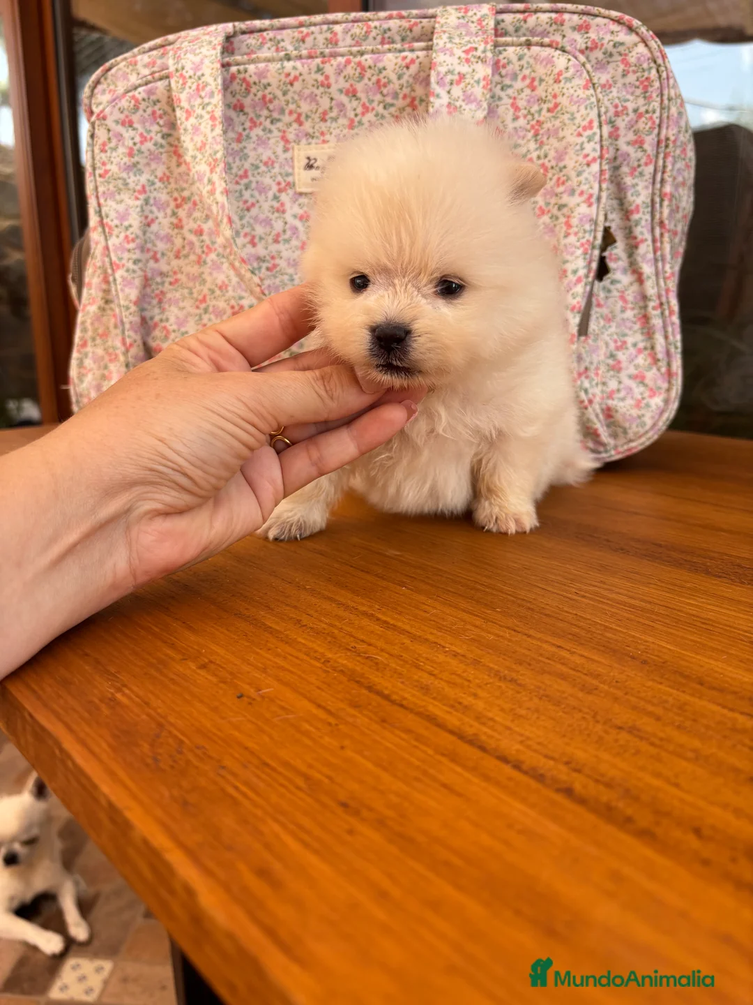 Pomerania perros en venta: Pomerania (lulu de Pomerania) - Anuncio 15