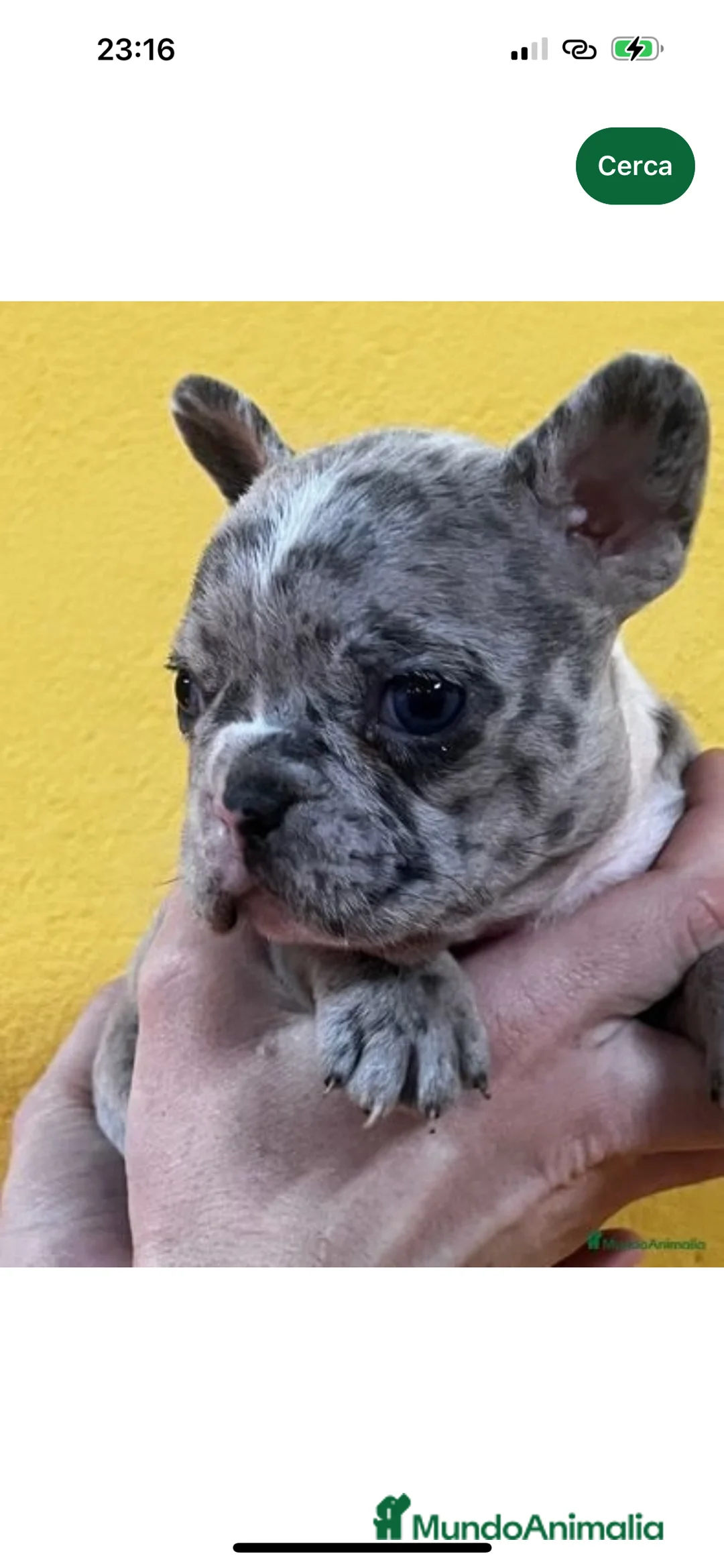 Bulldog Francés perros en venta: BULLDOG FRANCÉS EXÓTICO HEMBRA en Barcelona - Anuncio 5