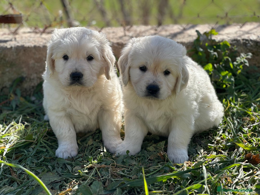 Golden Retriever perros en venta: GOLDEN RETRIEVER NACIONAL CALIDAD en Barcelona - Imagen 1
