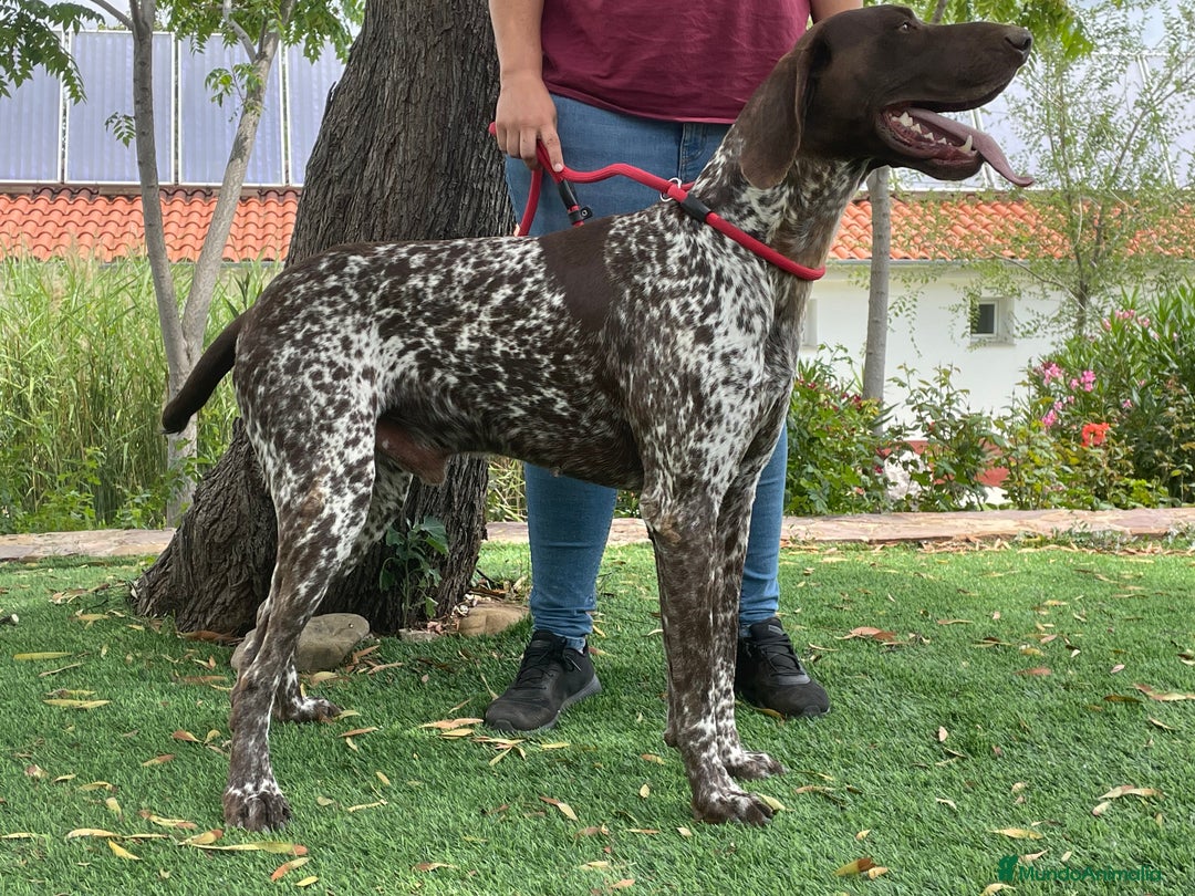 Braco Alemán de Pelo Corto perros en venta: Excelentes Bracos Alemanes  - Imagen 5