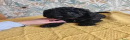 Perro de Agua Español perros en venta: PDA SEGOVIA en Cantabria - Anuncio 6