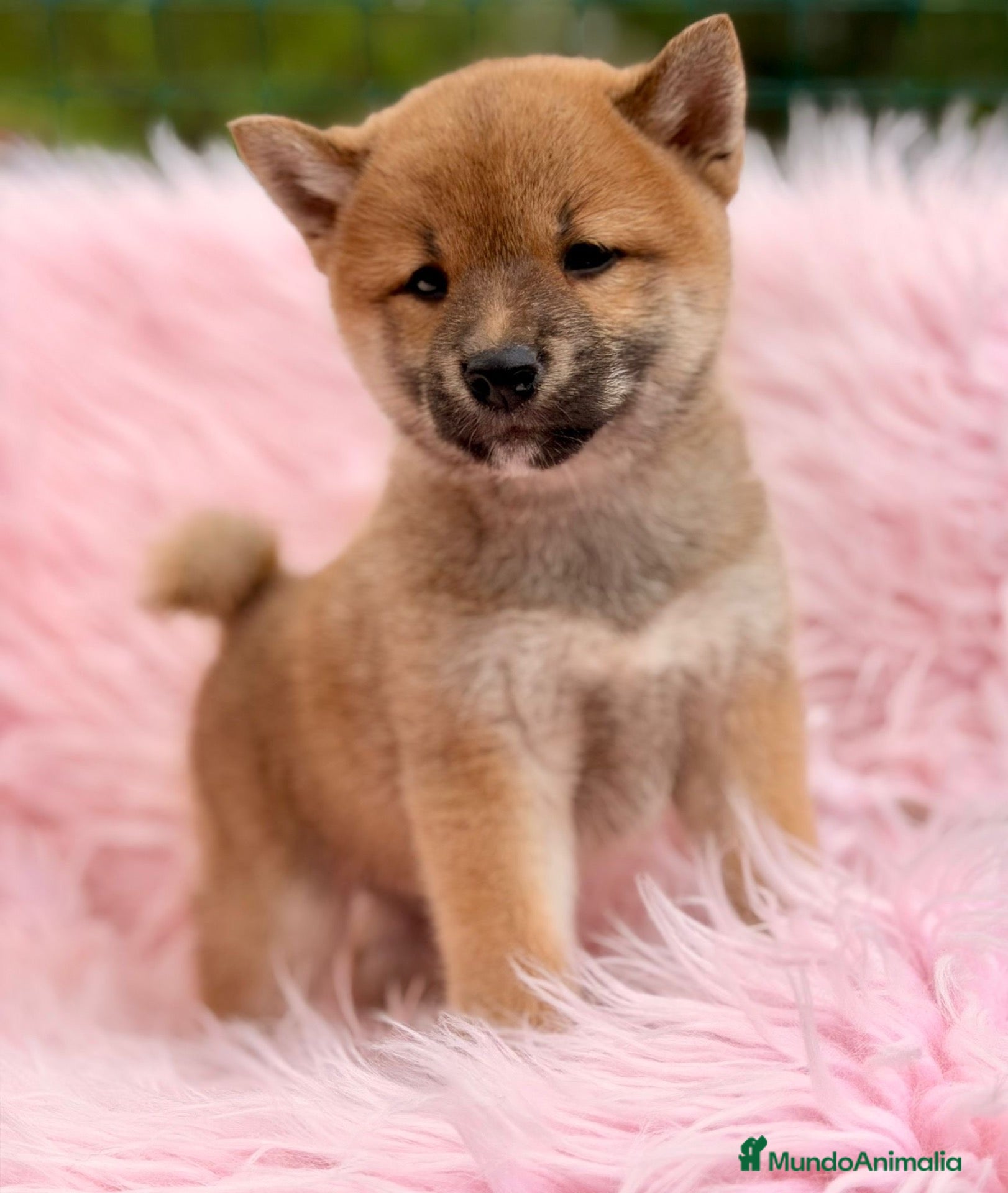 Shiba Inu perros SHIBA INU OPORTUNIDAD PRECIO - Anuncio 2