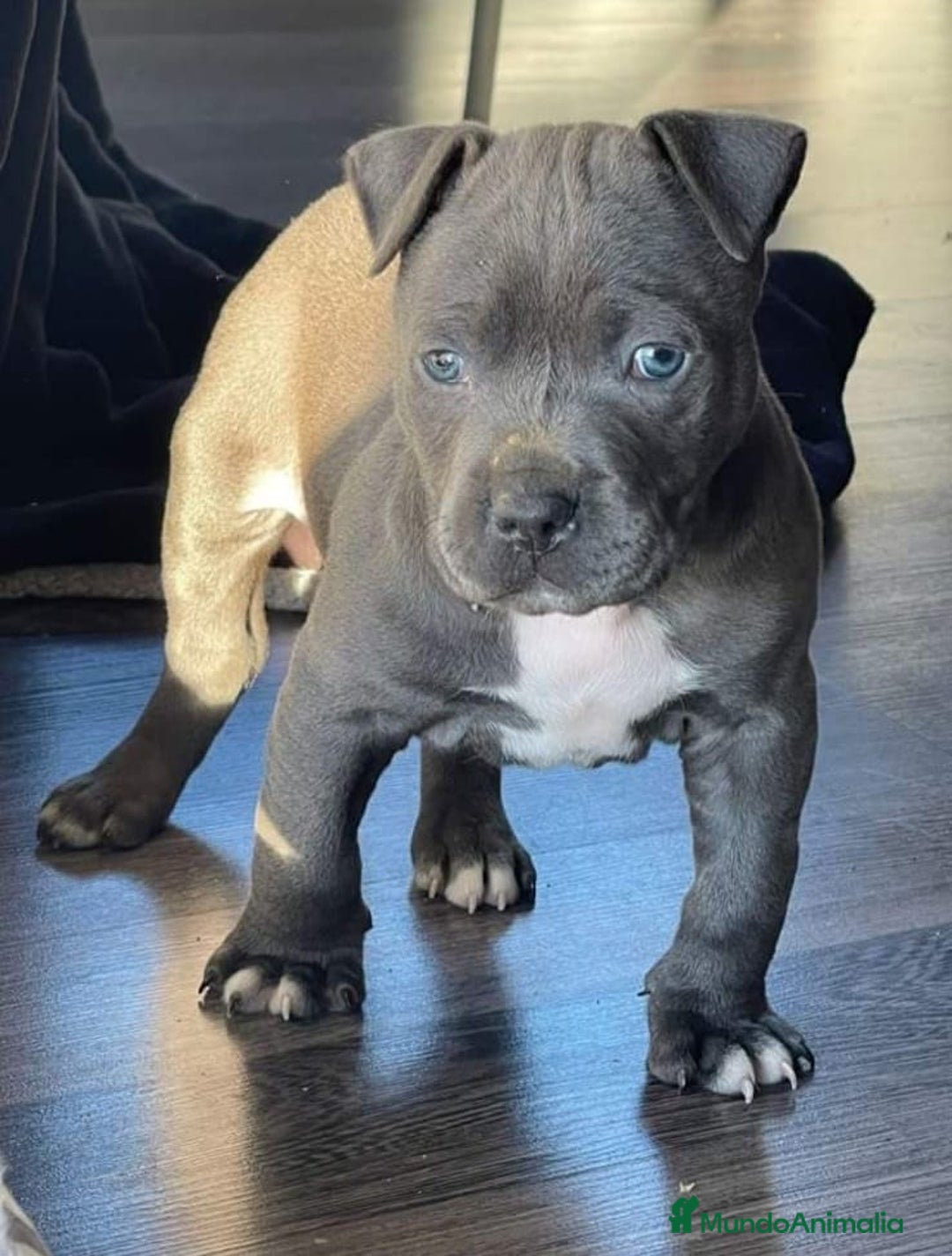 American Staffordshire-Terrier perros en venta: American Stanford, nueva Camada - Anuncio 29