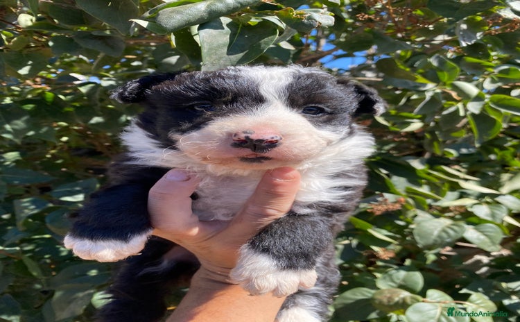 Border Collie perros en Salamanca - Anuncio 1