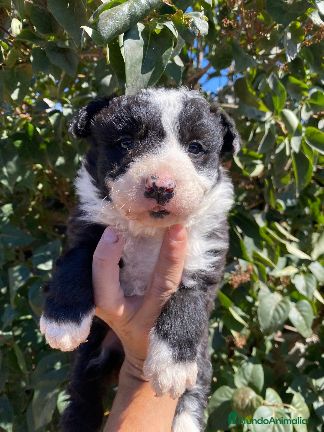 Border Collie perros en venta: Camada De Border Collie en Salamanca - Imagen 1