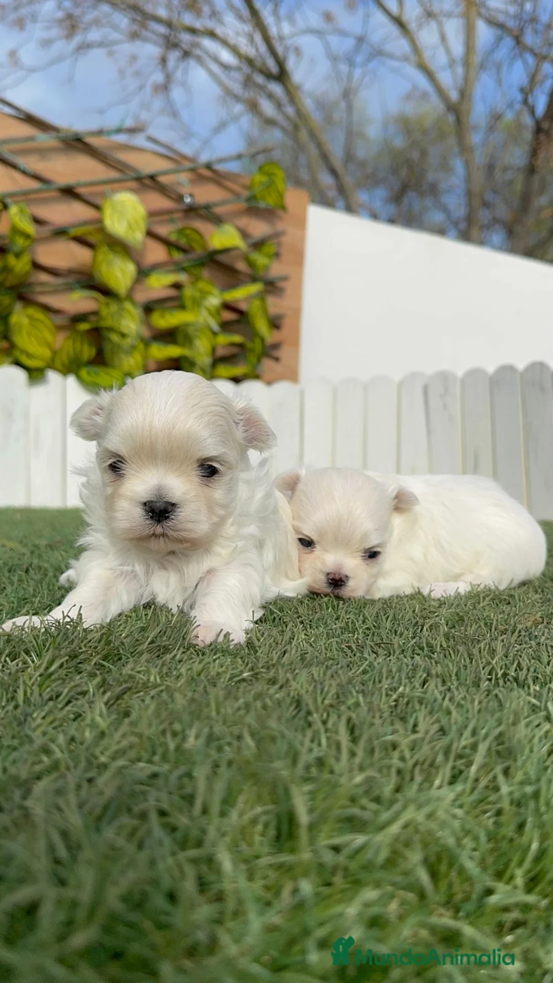 Bichón Maltés perros en venta: BICHON MALTES 100% TIPO COREANO - Anuncio 17