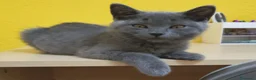 Británico de Pelo Corto Azul gatos en venta: British  - Anuncio 3