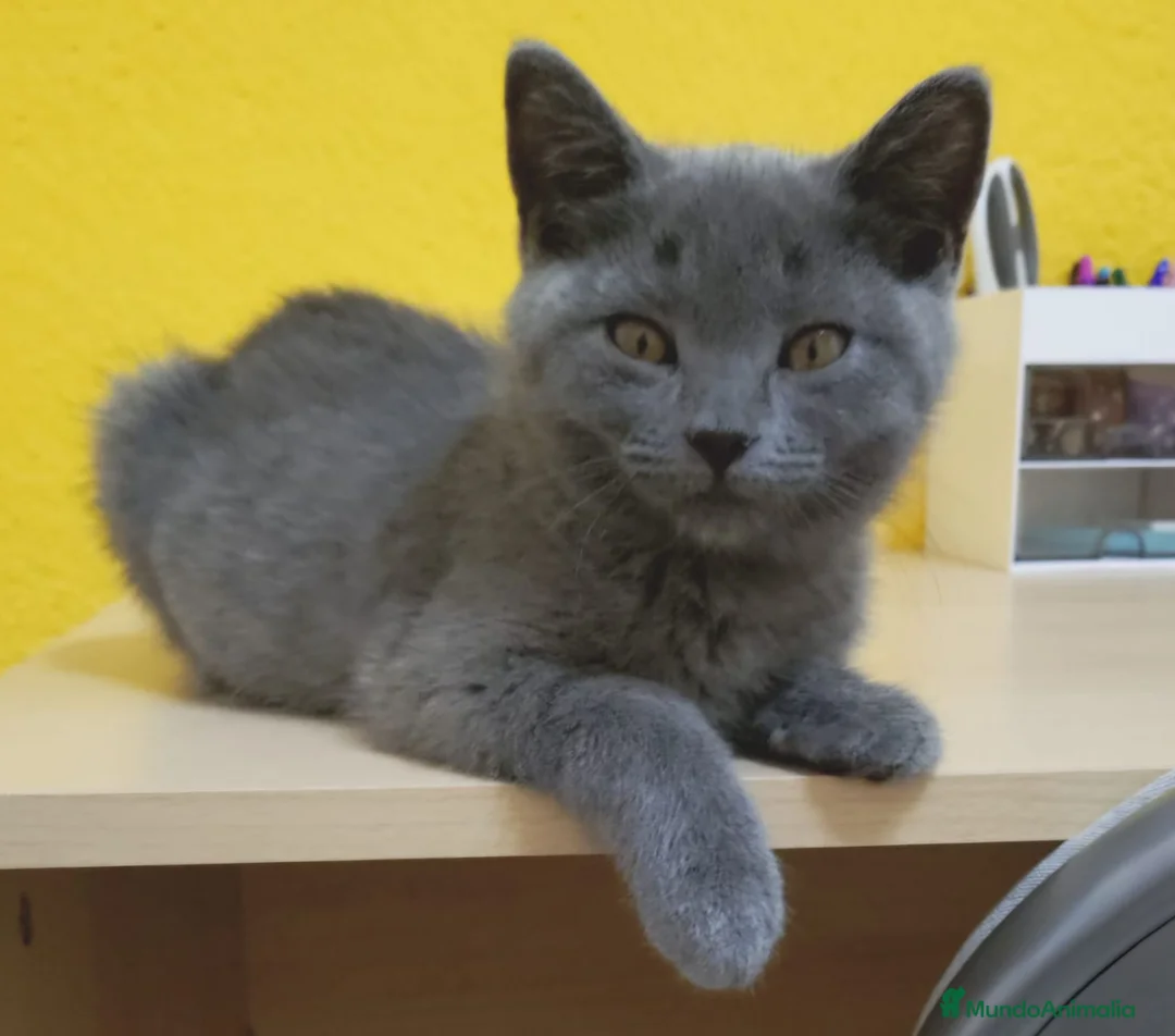 Británico de Pelo Corto Azul gatos en venta: British  - Anuncio 3