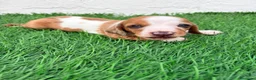 Teckel Miniatura perros en venta: Teckel miniatura tri merle choco blanco - Anuncio 9